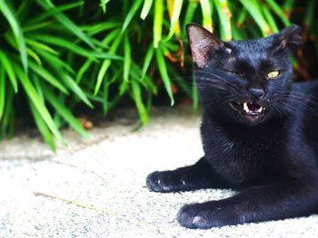Close-up portrait of black cat