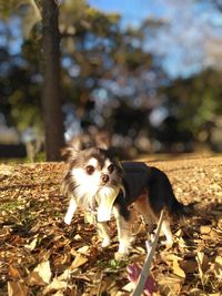 Portrait of dog on field