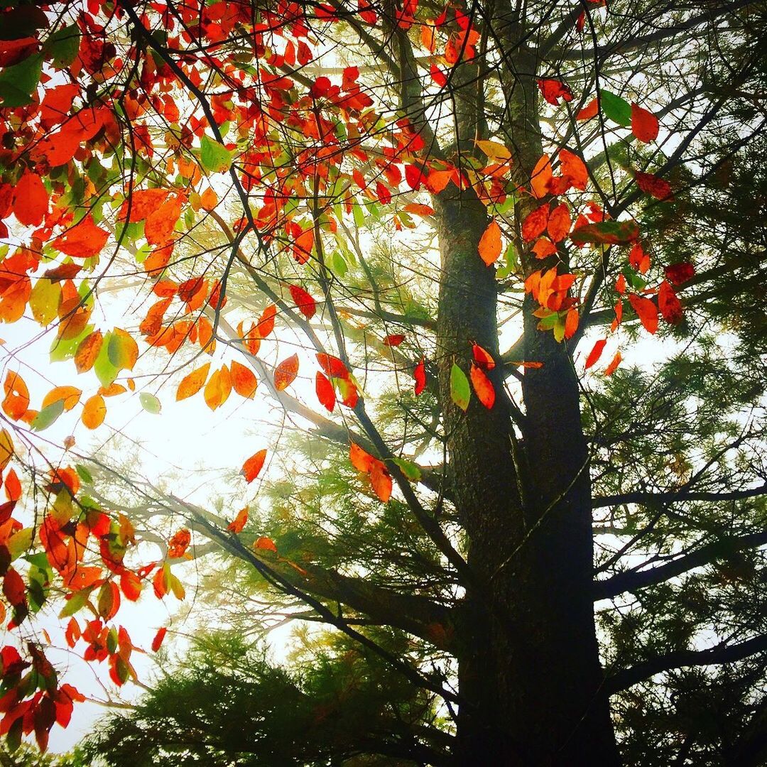 LOW ANGLE VIEW OF AUTUMN TREE