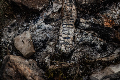 Full frame shot of tree trunk