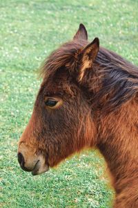 Brown horse portrait in the meadow