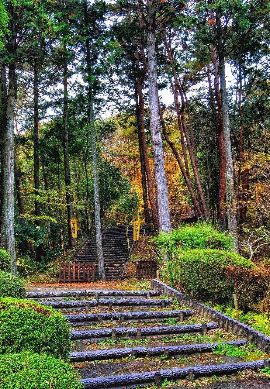 tree, the way forward, growth, tranquility, forest, green color, nature, tranquil scene, footpath, beauty in nature, tree trunk, park - man made space, scenics, pathway, walkway, branch, lush foliage, plant, leaf, day