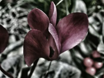 Close-up of flowers