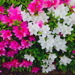 Full frame shot of pink flowers