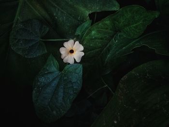 High angle view of flowering plant