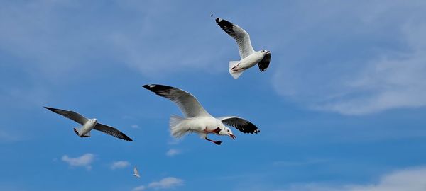 bird