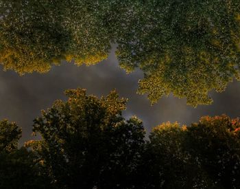 Low angle view of trees against sky at night