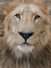 Close-up portrait of a lion