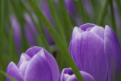 Close-up of purple flowers