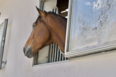 Low angle view of horse looking away