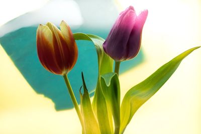 Close-up of red tulips blooming in park