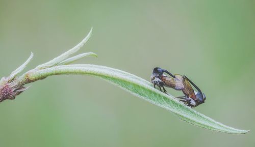 Close-up of insect on plant