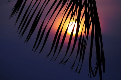 Silhouette palm leaves against sky at dusk
