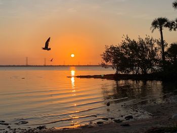 Silhouette of bird flying over river during sunrise 