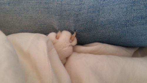 Cropped image of cat nails on jeans