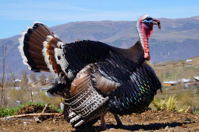 View of a bird on land