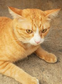 Close-up of a cat lying down