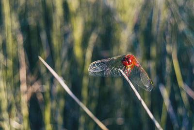 Red dragonfly seen up close in a field a sunny day. the photograph has space for text