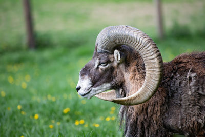 Close-up of goat on field