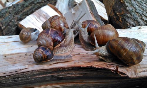 High angle view of snails on wooden log