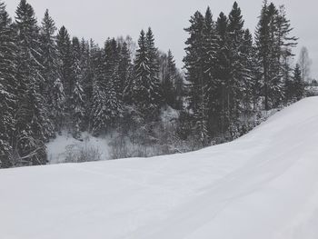 Snow covered pine trees in forest against sky