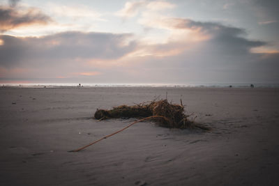 Driftwood on beach against sky during sunset