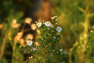 Close-up of flowers blooming outdoors