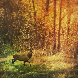 Deer on grassy field