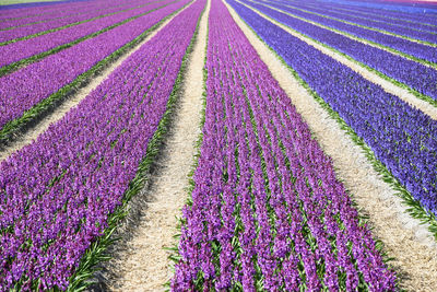 Scenic view of lavender growing in field