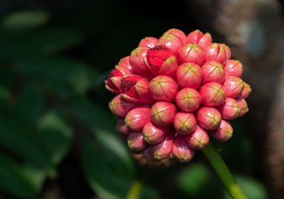 Close-up of red flowering plant