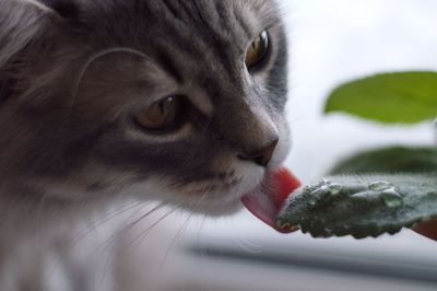 Close-up of cat looking away