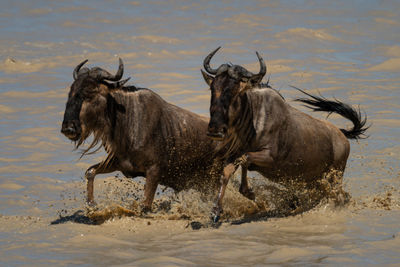Two blue wildebeest gallop through muddy lake