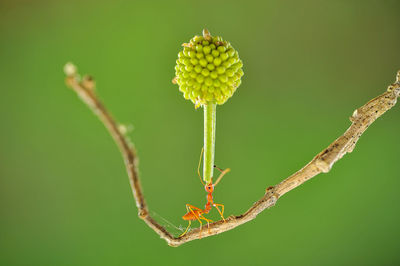 Close-up of plant