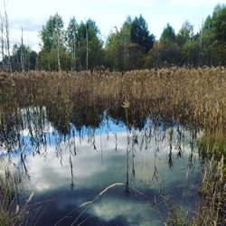 Close-up of plants by lake against sky