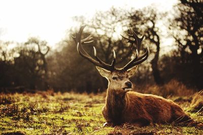 Close-up portrait of deer on field against sky