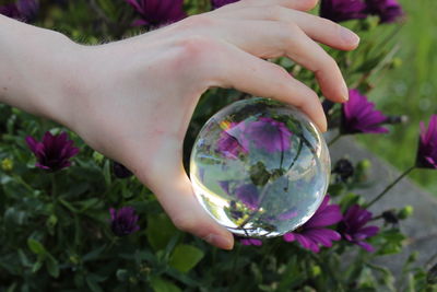 Close-up of hand holding purple flowering plant