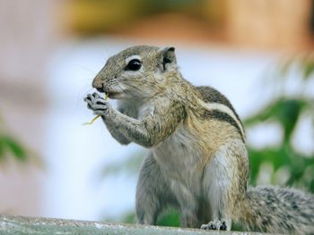 Close-up of squirrel eating