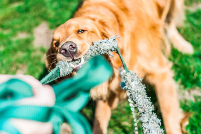 Golden retriever biting equipment on field at sunny day