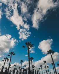 Low angle view of palm trees against blue sky