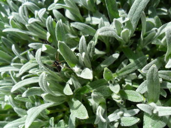 Full frame shot of green leaves