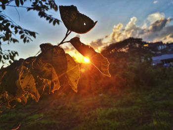 Close-up of autumnal leaves against sunset