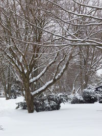 Bare trees on snow covered landscape