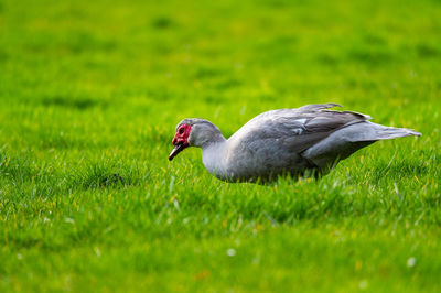 Side view of a duck on field