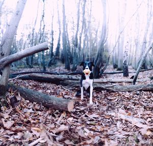 Man with horse in forest