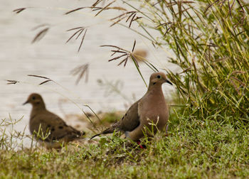 View of birds on field