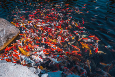 High angle view of koi carps swimming in pond