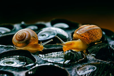 Close-up of snails on leaf
