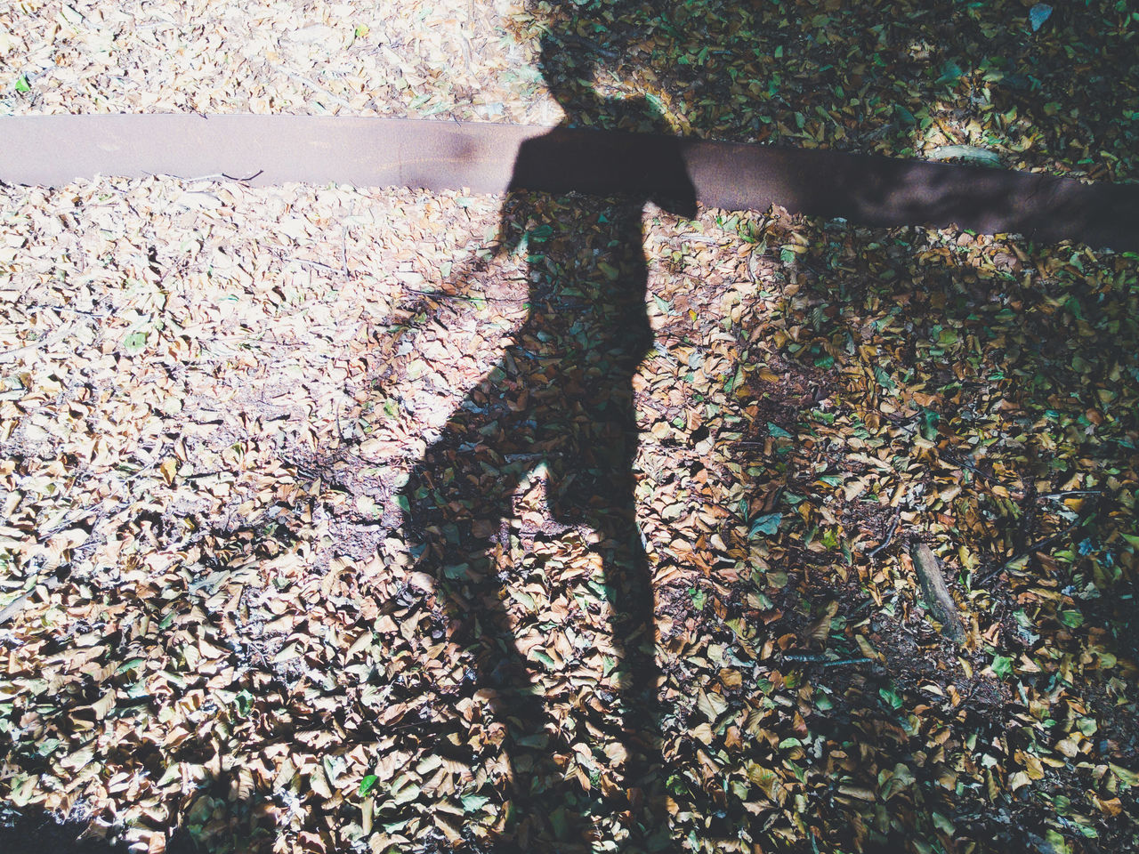 HIGH ANGLE VIEW OF SHADOW FALLING ON PLANTS