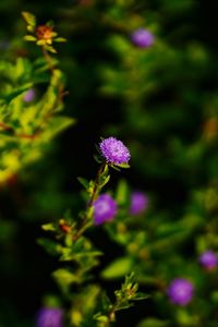 Close-up of purple flowering plant