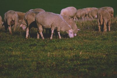 View of grassy field